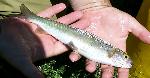 Arctic grayling