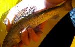 Arctic grayling