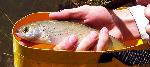 Arctic grayling