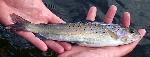 Arctic grayling