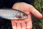 Arctic grayling