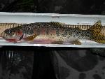 Westslope Cutthroat Trout