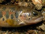 Westslope Cutthroat Trout