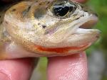 Westslope Cutthroat Trout