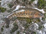 Westslope Cutthroat Trout