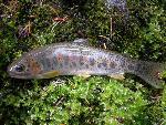 Westslope Cutthroat Trout