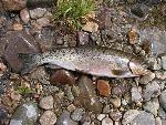 Westslope Cutthroat Trout