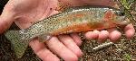 Westslope Cutthroat Trout