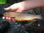 Trout being held near a park stream.