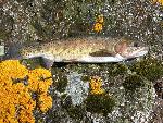 Yellowstone Cutthroat Trout
