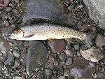 Yellowstone Cutthroat Trout