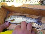 Yellowstone Cutthroat Trout