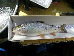 Yellowstone Cutthroat Trout