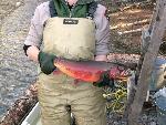 Yellowstone Cutthroat Trout