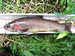 Yellowstone Cutthroat Trout
