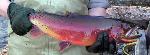 Yellowstone Cutthroat Trout