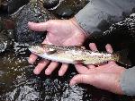 Yellowstone Cutthroat Trout