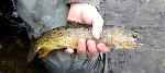 Yellowstone Cutthroat Trout