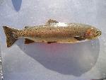 Yellowstone Cutthroat Trout