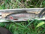 Yellowstone Cutthroat Trout