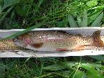 Yellowstone Cutthroat Trout