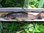 Yellowstone Cutthroat Trout