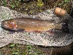 Yellowstone Cutthroat Trout