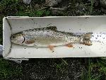Yellowstone Cutthroat Trout