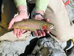 Yellowstone Cutthroat Trout