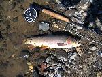 Yellowstone Cutthroat Trout