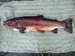Yellowstone Cutthroat Trout