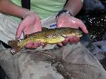 Yellowstone Cutthroat Trout