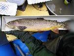 Yellowstone Cutthroat Trout