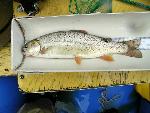 Yellowstone Cutthroat Trout