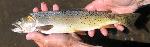 Yellowstone Cutthroat Trout