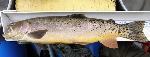 Yellowstone Cutthroat Trout