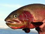 Yellowstone Cutthroat Trout