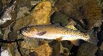 Yellowstone Cutthroat Trout
