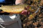 Yellowstone Cutthroat Trout