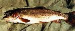 Yellowstone Cutthroat Trout