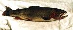 Yellowstone Cutthroat Trout