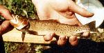 Yellowstone Cutthroat Trout