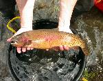 Yellowstone cutthroat trout