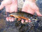 Brook trout held near a park stream