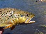 Brown Trout