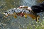 Brown trout