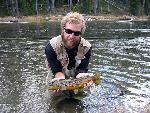 Brown trout