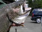 Lake trout
