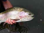 Rainbow trout being held by a park stream.