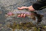 Rainbow Trout